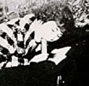 josie adult doubled sex sex whip dungeon